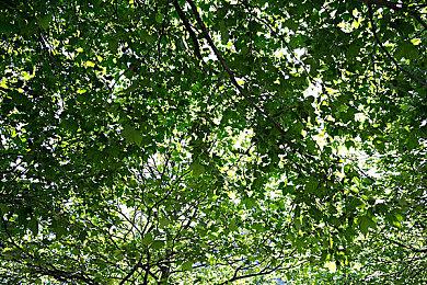 《帕格尼物语》公布最新开发路线图！1.0正式版将于2025年发布！